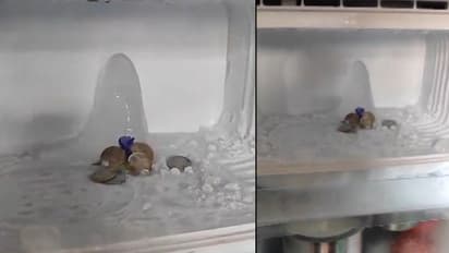 ice formation in fridge