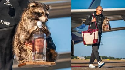 Erling Haaland raccoon clutching a whisky bottle