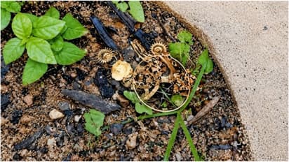 Kozhikode Gold Theft