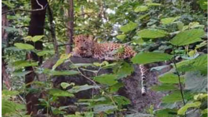 leopard