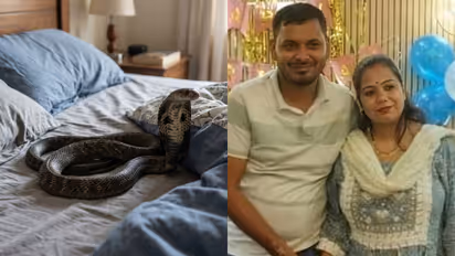 meerut snakebite murder