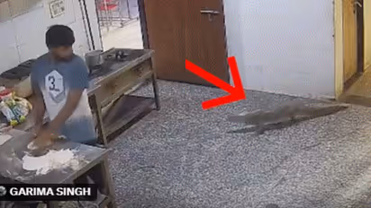crocodile entering the hostel kitchen