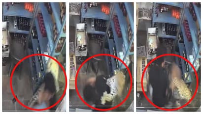 Tiger rushes into liquor shop