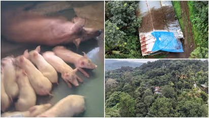 Vazhathope Illegal Pig Farms