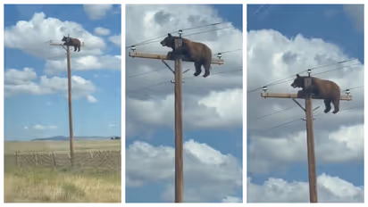 Bear trapped on an electricity pole