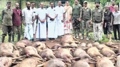Wild boar killed