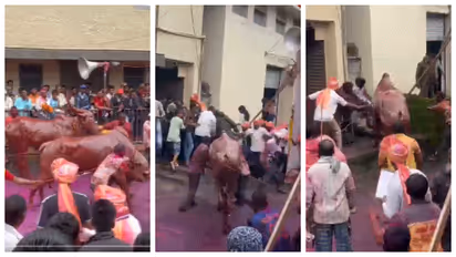 bull charged into the judging platform