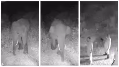 Human wild Elephant Conflict