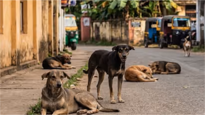 stray dog attack compensation kerala