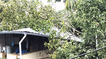 kerala rain haripad tree fell