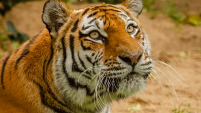 Madhya Pradesh Tiger Attack