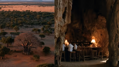 inside a 6000 year old tree the worlds