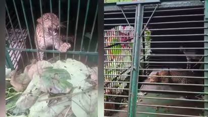 kollam pathanapuram leopard