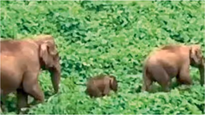 wild elephants
