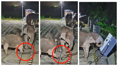 elephant knocked over charging station