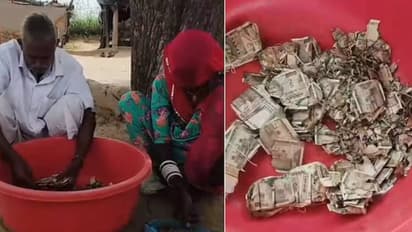 Rajasthan farmer hides rs 5 lakh cash in field