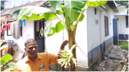 Alappuzha Rare Banana Plant