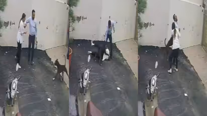 pitbull attack punjab couple