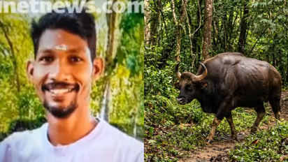 kozhikode vilangad bison attack