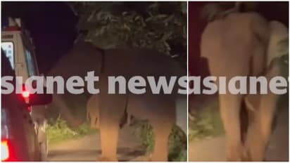 Valparai Wild Elephant Attack
