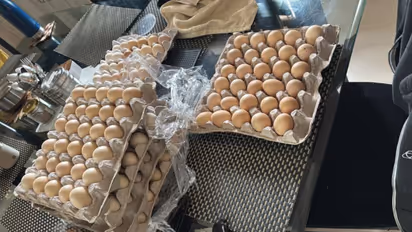 chicken farm