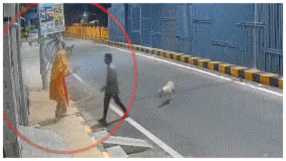 Stray dogs safe mentally ill woman