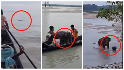 Elephant calf Rescue