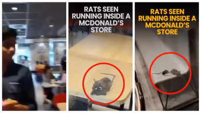 Rats at a McDonald’s outlet in Rajkot