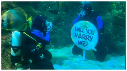 marriage proposal among sharks