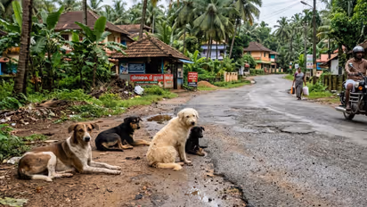 stray dog attack koyilandy keezhariyur