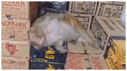monkey drinks alcohol and falls asleep