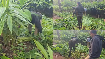 idukki chinnakanal encroachment