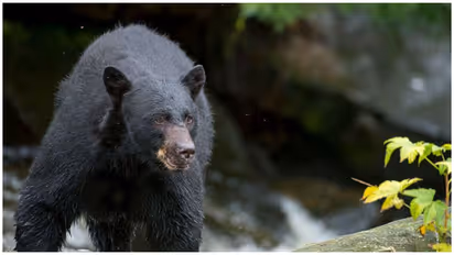 Valparai Bear Attack