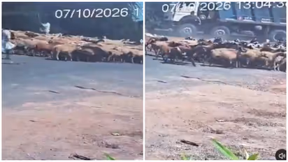 Goat and Sheep Truck Accident