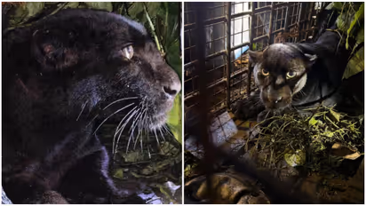 Black Panther in Konni