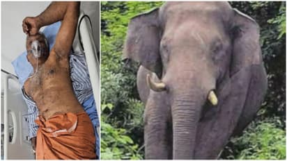 Kollam Wild Elephant Attack