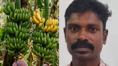 banana theft vizhinjam