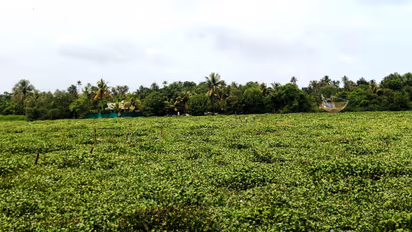 vembanad lake water hyacinth