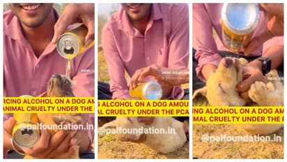 youths who forced the puppy to drink alcohol