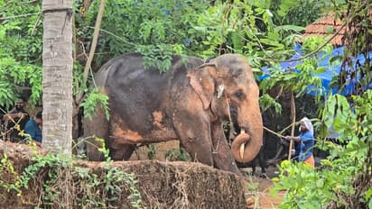 Elephant Puthusseri Vijayan