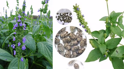 How to grow chia Plant in Balcony Garden