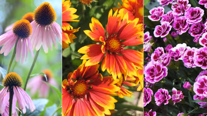 Drought-Tolerant Plants that Grow In Lack of Water