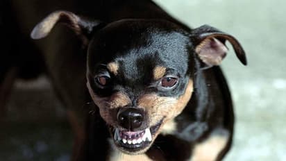 नवजात को मुंह में दबाकर ले जा रहा था कुत्ता