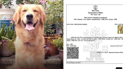 dog babu certificate patna