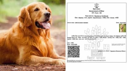 Dog Babu Certificate Case