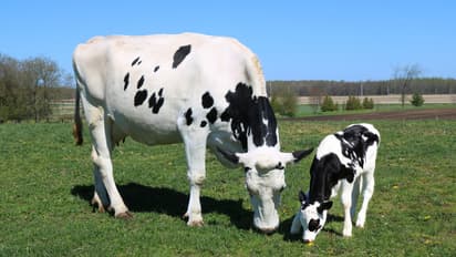 Cow