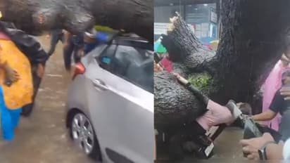 चलती बाइक पर गिरा पेड़