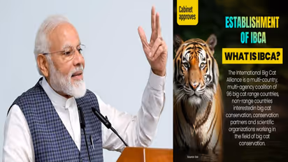 International Big Cat Alliance