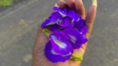 Aparajita-Flower-Benefits