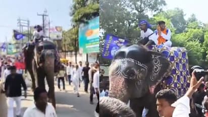 bsp candidate on elephant